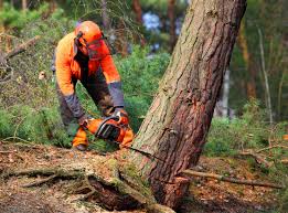 How Our Tree Care Process Works  in  Oyster Creek, TX