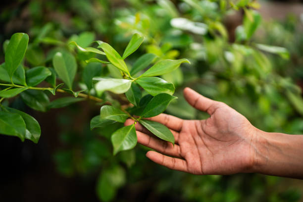 Professional Tree Services in Oyster Creek, TX
