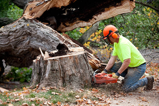Lawn Pest Prevention in Oyster Creek, TX