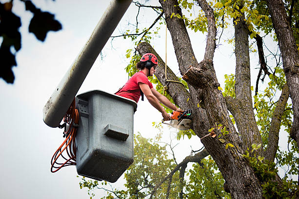 Best Utility Line Clearance  in Oyster Creek, TX