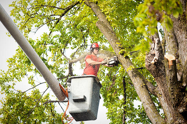 Best Storm Damage Tree Cleanup  in Oyster Creek, TX